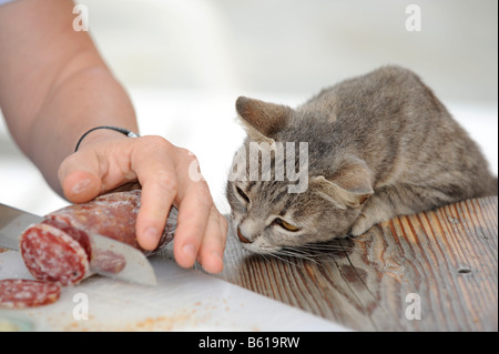 Junge graue Tabbykatze suchen auf gierig wie Salami in Scheiben geschnitten ist Stockfoto