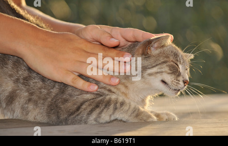 Junge graue Tabbykatze genießen gestreichelt Stockfoto