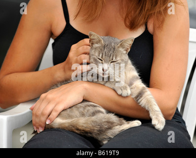 Junge graue Tabbykatze genießen gestreichelt Stockfoto