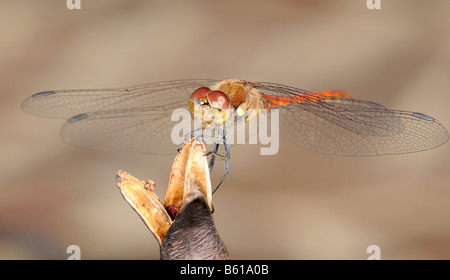 Gemeinsame Darter (Sympetrum striolatum) Stockfoto