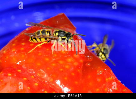 Deutschen oder europäischen Wespen (Vespula Germanica) knabbern Erdbeerkuchen Stockfoto