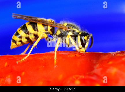 Deutsche oder europäische Wespe (Vespula Germanica) knabbern Erdbeerkuchen Stockfoto