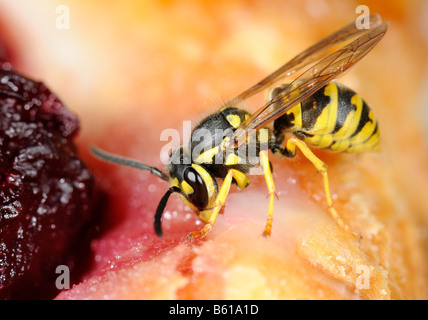 Deutsche oder europäische Wespe (Vespula Germanica) knabbern Kuchen Stockfoto