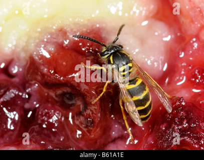 Deutsche oder europäische Wespe (Vespula Germanica) knabbern Kuchen Stockfoto