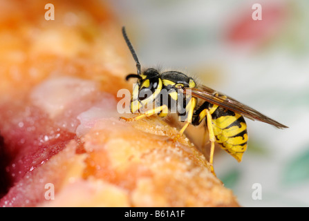 Deutsche oder europäische Wespe (Vespula Germanica) knabbern Kuchen Stockfoto