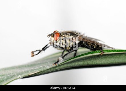 Stubenfliege (Musca Domestica) sitzt auf einem Blatt Reinigung selbst Stockfoto