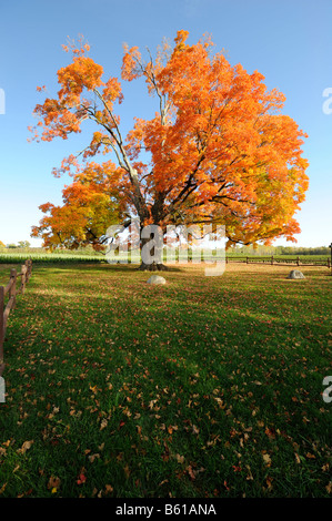 Komfort Sugar Maple Tree älteste Canada 500 Jahre Pelham Ontario Niagara Region Stockfoto