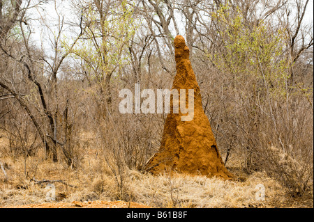 Roter Hügel Termite montieren Termitenhügel im Savannah Wald Busch Buschland Wildlife wild Südafrika Südafrika Busch hoch Stockfoto