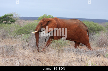 Afrikanischer Elefant, in orange Schlamm bedeckt, zu Fuß Stockfoto