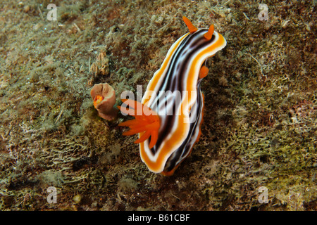 Nacktschnecke Chromodoris magnifica Stockfoto