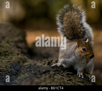 Grauhörnchen in Tehidy Woods, Cornwall, England Stockfoto