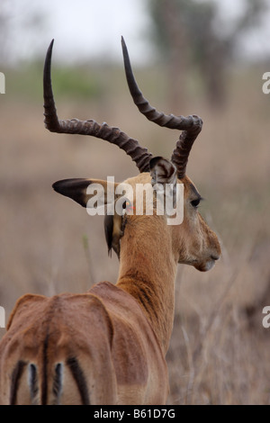 Impala Aepyceros Melampus einzelne Männchen mit Redbilled Oxpecker am Hals Stockfoto