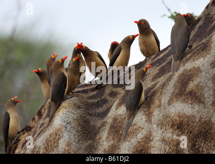 Redbilled Oxpeckers Gruppe auf Rückseite Giraffe von fliegenden Termiten ernähren Stockfoto