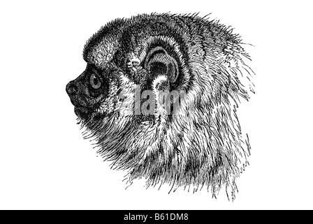 Affenkopf Gesicht Nacht Stockfoto