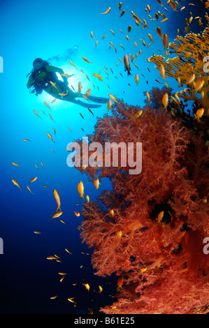 Dendronephthya Klunzingeri Pseudanthias Squamipinnis Weichkorallen und Taucher und Lyratail Anthias, Rotes Meer Stockfoto