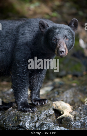 USA Alaska Kake Schwarzbär Ursus Americanus Jagd zum Laichen Chum Salmon am Gunnuk Creek im Frühsommer Stockfoto