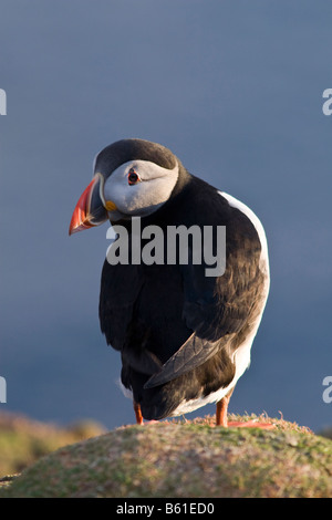 Papageitaucher Fair Isle Shetland Stockfoto