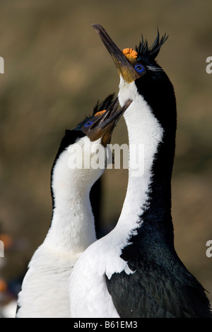 Paar von König Kormorane (Phalacrocorax Atriceps) Durchführung von Balz Ritual, New Island, Falkland-Inseln Stockfoto