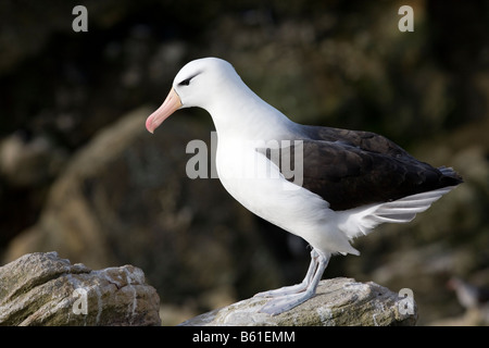 Black-Browed Albatros (Diomedea Melanophris), New Island, Falkland-Inseln Stockfoto