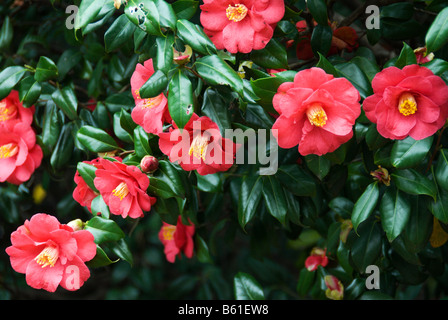 Eine dunkle rosa Kamelie Camellia Japonica in voller Blüte im April. Stockfoto