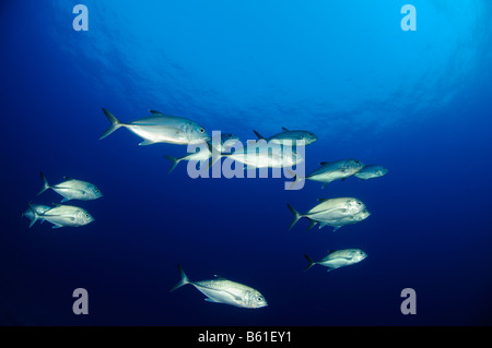 Caranx Sexfasciatus School of Bibeye Trevelly, Rotes Meer Stockfoto