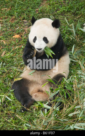 Riesenpandas in Chengdu Research Center China Stockfoto