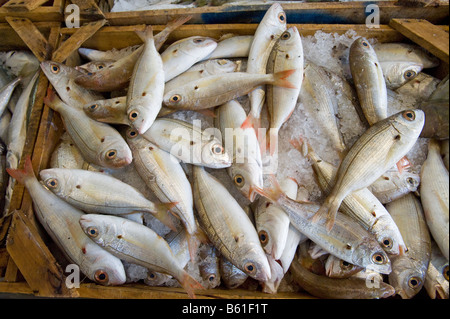 Fangfrischen Fisch zum Verkauf im Ladengeschäft Stockfoto