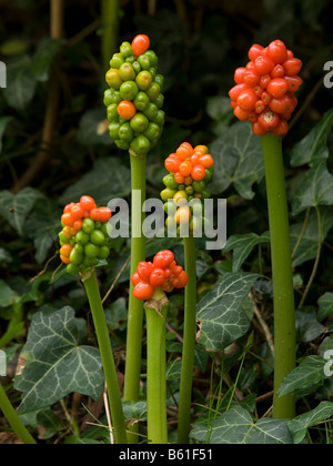 Wilde Blume Arum Maculatum Powys Mid Wales Stockfoto