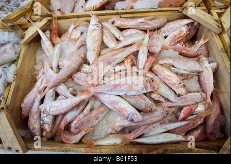 Fangfrischen Fisch zum Verkauf im Ladengeschäft Stockfoto