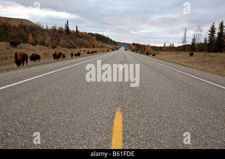 Holz-Büffel-Herde am Alaska Highway in Britisch-Kolumbien Stockfoto