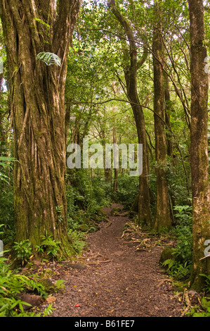 Wald-Szene, Manoa Falls Trail, Honolulu, Oahu, Hawaii, USA Stockfoto