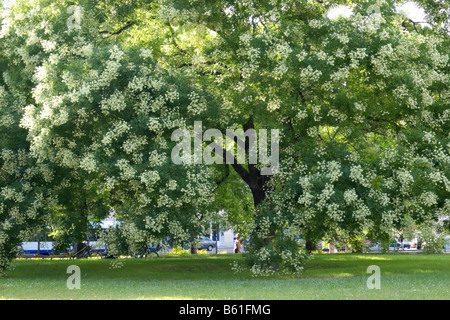 Japanische Pagode Baum (styphnolobium japonicum Syn. Sophora japonica) Stockfoto