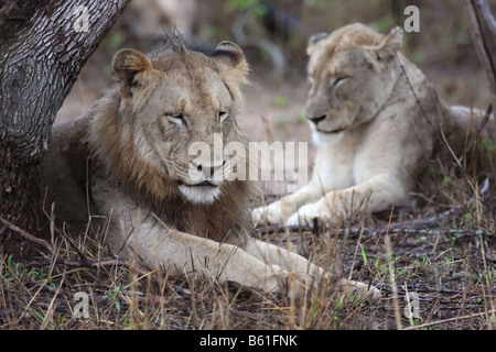 Zwei Löwen sitzen im Regen Stockfoto