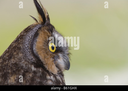 Waldohreule Stockfoto