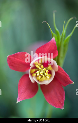 Columbine "Crimson Star" Stockfoto