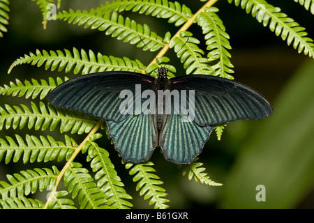 Großer Mormone Schmetterling (Papilio Memnon) Stockfoto