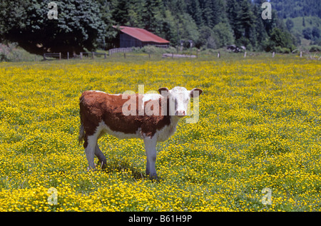 Ein junges Kalb Herford in einer gefüllten Blumenwiese auf einem kleinen Bauernhof in der Willamette Valley of Western oregon Stockfoto
