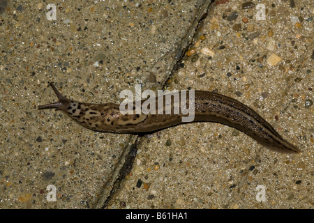 Leopard slug Stockfoto