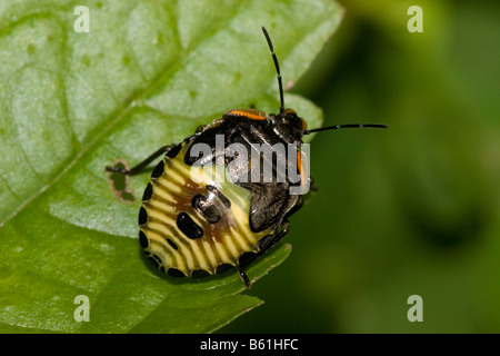 Grüne Stink Bug Nymphe (Acrosternum Hilare) Stockfoto