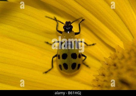 Gefleckte Gurke Käfer (Diabrotica-Undecimpunctata) Stockfoto