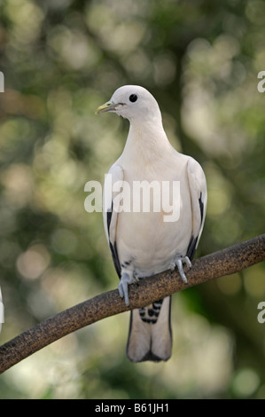 Pied Imperial-Taube oder Muskatnuss Taube (Ducula bicolor), Queensland, Australien Stockfoto