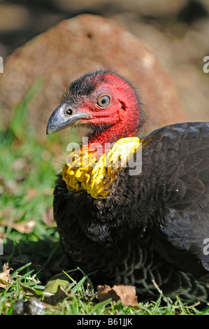 Australische Pinsel-Türkei, Peeling Türkei oder Bush Türkei (Alectura Lathami), Lamington National Park, Australien Stockfoto