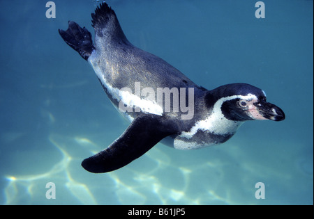 Humboldt-Pinguin (Spheniscus Humboldti), Tauchen Stockfoto