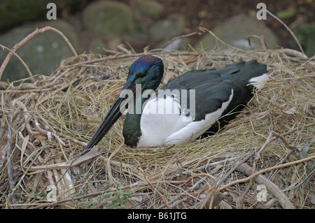 Schwarz-necked Storch (Nahrung Asiaticus), Nest, Queensland, Australien Stockfoto