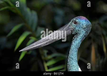 Schwarz-necked Storch (Nahrung Asiaticus), Porträt, Queensland, Australien Stockfoto