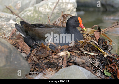 Altrosa Teichhuhn (Gallinula Tenebrosa) in seinem Nest, Queensland, Australien Stockfoto