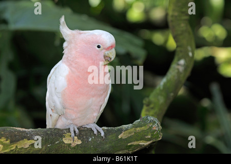 Major Mitchell Kakadu auch bekannt als Leadbeaters Kakadu oder rosa Kakadu (Cacatua Leadbeateri), seltener Vogel, New-South.Wales Stockfoto