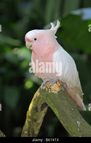 Major Mitchell Kakadu auch bekannt als Leadbeaters Kakadu oder rosa Kakadu (Cacatua Leadbeateri), seltener Vogel, New-South.Wales Stockfoto