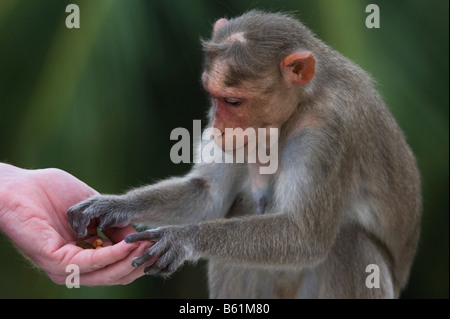 Weibliche Motorhaube Makaken Affen unter Erdnüsse aus einer menschlichen Hand. Andhra Pradesh, Indien Stockfoto