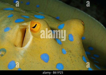 Taeniura Lymma Bluespotted Ribbontail Strahl, Rotes Meer Stockfoto